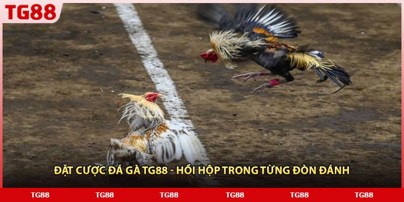 Đặt cược đá gà TG88 - Hồi hộp trong từng đòn đánh
